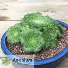 Load image into Gallery viewer, Aeonium tabuliforme 'Hime Meikyou'