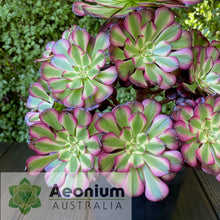 Load image into Gallery viewer, Aeonium 'Meiji'