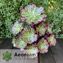 Load image into Gallery viewer, Aeonium 'Meiji'