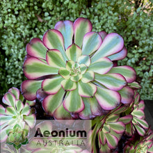 Load image into Gallery viewer, Aeonium 'Meiji'
