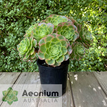 Load image into Gallery viewer, Aeonium 'Milky White'