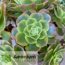 Load image into Gallery viewer, Aeonium 'Milky White'