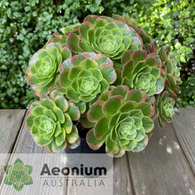 Load image into Gallery viewer, Aeonium 'Milky White'