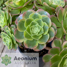 Load image into Gallery viewer, Aeonium 'Milky White'