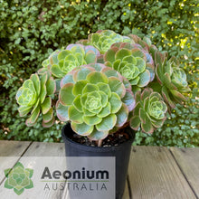 Load image into Gallery viewer, Aeonium 'Milky White'