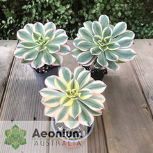 Load image into Gallery viewer, Aeonium 'Sunburst'