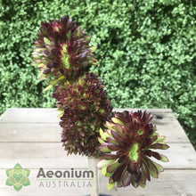 Load image into Gallery viewer, Aeonium 'Atropurpureum' Crest