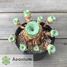 Load image into Gallery viewer, Aeonium dodrantale