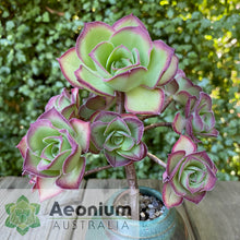 Load image into Gallery viewer, Aeonium 'Marnier Lapostolle’
