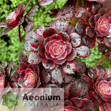 Load image into Gallery viewer, Aeonium 'Meiji'