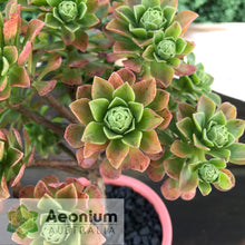 Load image into Gallery viewer, Aeonium spathulatum hybrid
