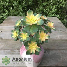 Load image into Gallery viewer, Aeonium 'Dream Color'