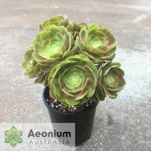 Load image into Gallery viewer, Aeonium 'Madeira Rose'