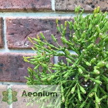 Load image into Gallery viewer, Hatiora salicornioides