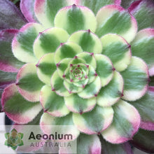 Load image into Gallery viewer, Aeonium 'Mardi Gras'