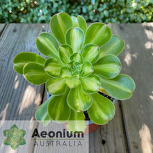 Load image into Gallery viewer, Aeonium 'Albovariegatum' Reverse Variegation