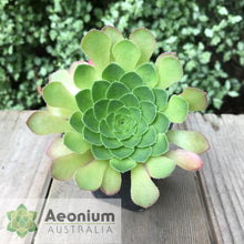 Load image into Gallery viewer, Aeonium glandulosum