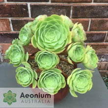 Load image into Gallery viewer, Aeonium 'Blushing Beauty'