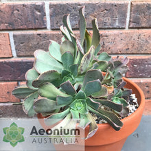 Load image into Gallery viewer, Aeonium davidbramwellii