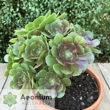 Load image into Gallery viewer, Aeonium 'Blushing Beauty'