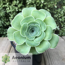 Load image into Gallery viewer, Aeonium aureum