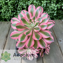 Load image into Gallery viewer, Aeonium 'Pink Witch'