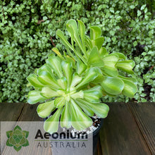 Load image into Gallery viewer, Aeonium 'Albovariegatum' Reverse Variegation