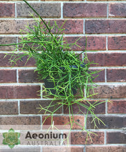 Load image into Gallery viewer, Rhipsalis teres f. prismatica