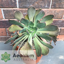 Load image into Gallery viewer, Aeonium davidbramwellii
