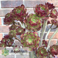 Load image into Gallery viewer, Aeonium 'Atropurpureum'