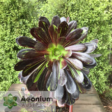 Load image into Gallery viewer, Aeonium 'Big Bang'