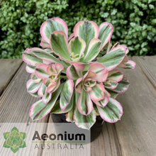 Load image into Gallery viewer, Aeonium 'Marnier Lapostolle' Variegated