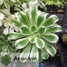 Load image into Gallery viewer, Aeonium 'Albovariegatum'