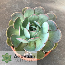 Load image into Gallery viewer, Aeonium escobarii