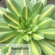 Load image into Gallery viewer, Aeonium 'Starburst'