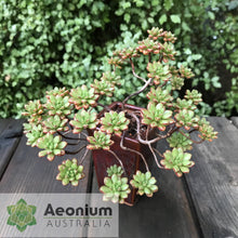 Load image into Gallery viewer, Aeonium sedifolium