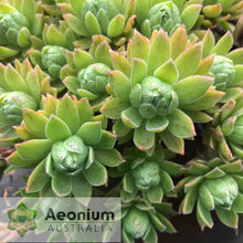 Load image into Gallery viewer, Aeonium x hybridum