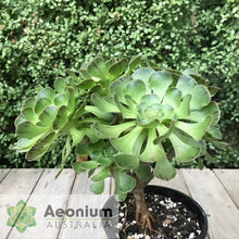 Load image into Gallery viewer, Aeonium arboreum aff. holochrysum (El Hierro)