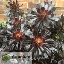 Load image into Gallery viewer, Aeonium 'Zwartkop'