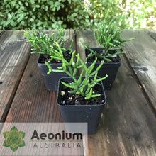 Load image into Gallery viewer, Hatiora salicornioides