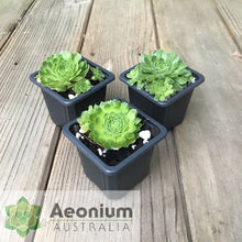 Load image into Gallery viewer, Aeonium aizoon