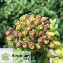 Load image into Gallery viewer, Aeonium lindleyi var. lindleyi