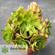 Load image into Gallery viewer, Aeonium 'Emerald Carpet'