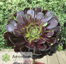 Load image into Gallery viewer, Aeonium 'Big Bang'