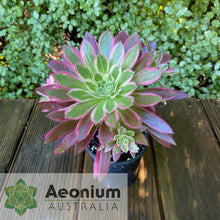 Load image into Gallery viewer, Aeonium 'Firecracker' Variegated