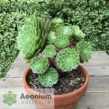 Load image into Gallery viewer, Aeonium 'Fiesta'