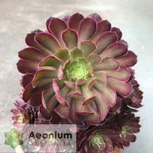 Load image into Gallery viewer, Aeonium 'Inferno'