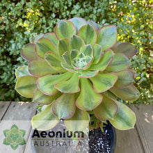 Load image into Gallery viewer, Aeonium 'Athena'