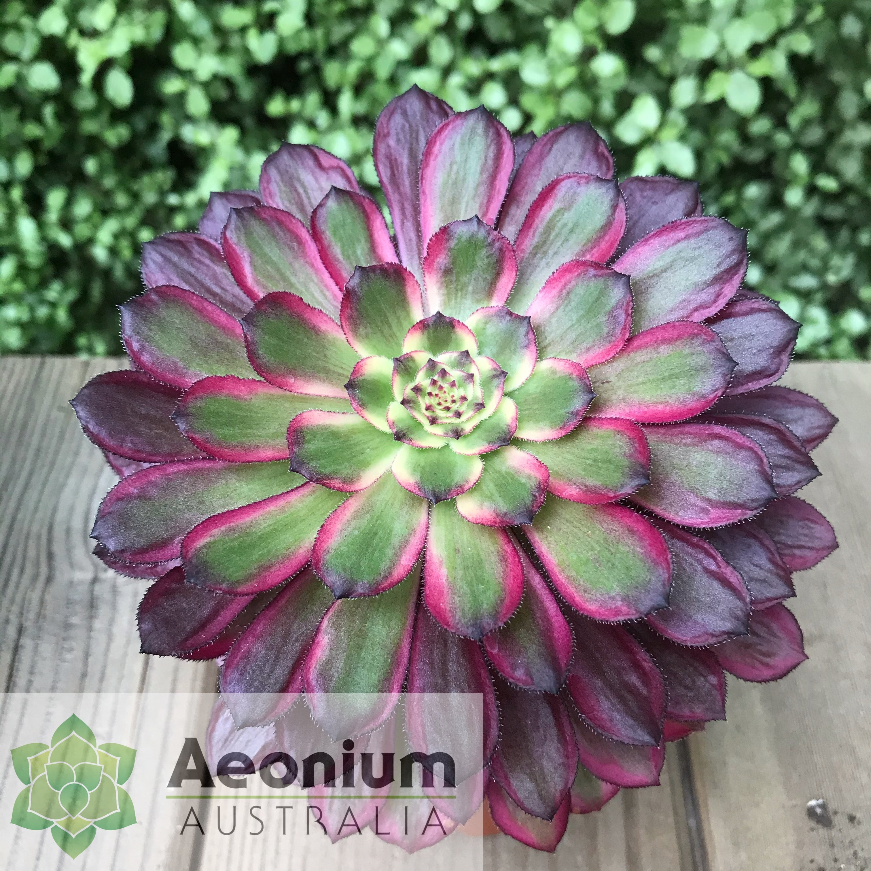succulent mardi gras Aeonium 'Mardi Gras'