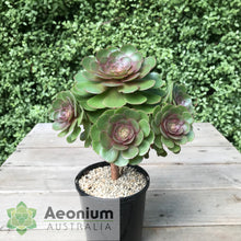 Load image into Gallery viewer, Aeonium 'Madeira Rose'